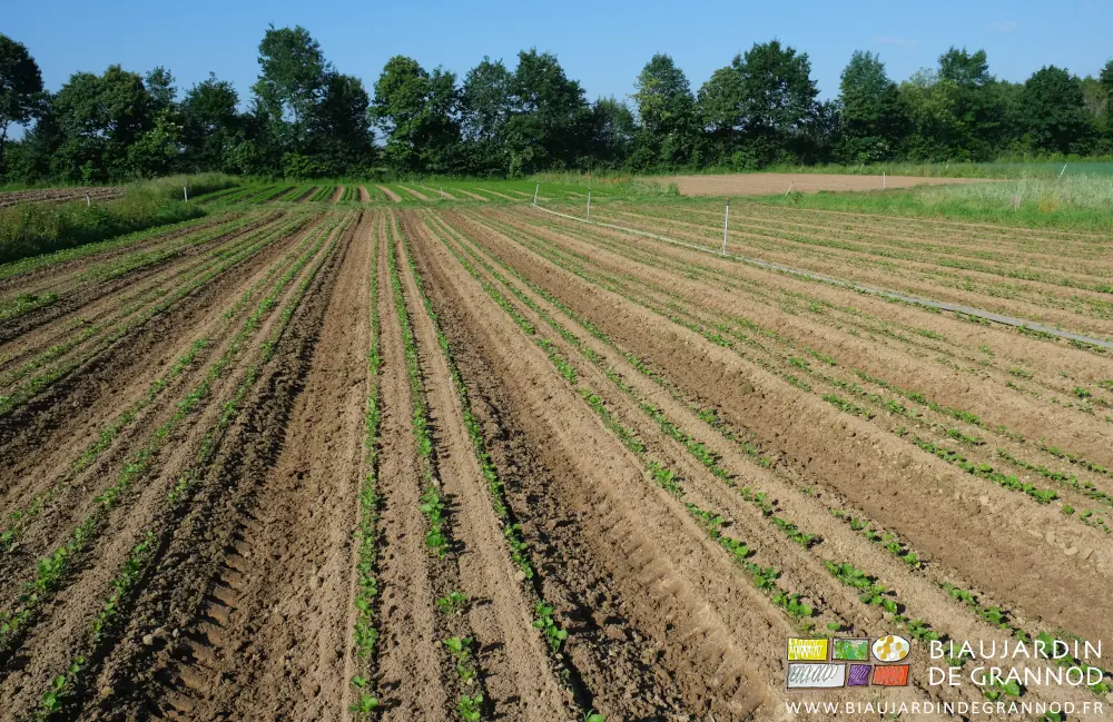 photo d'ensemble du carré de panais après passage de la bineuse de précision Duo