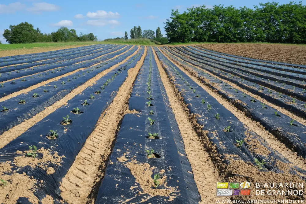 photo du carré de pastèque en cours de reprise