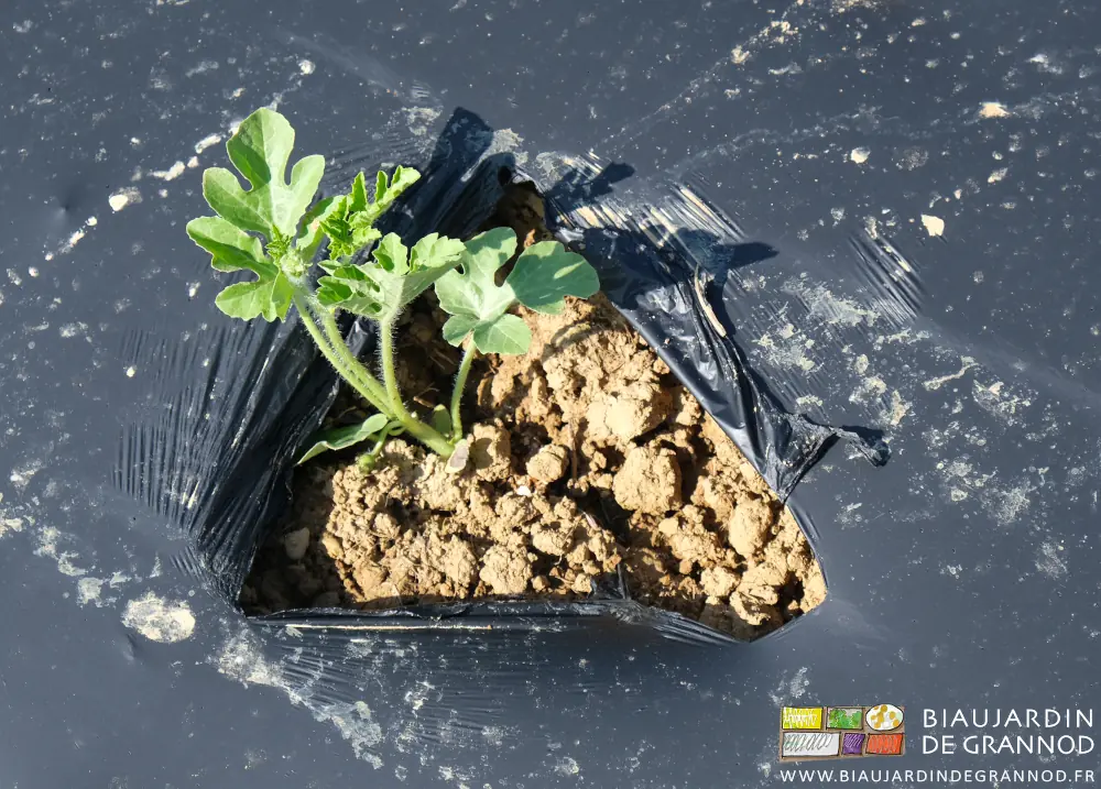 photo d'un plant de pastèque bien vigoureux dans sa planche permanente filmé en biodégradable noir