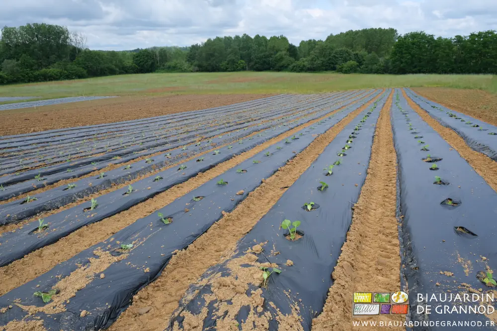 photo du carré de pastèque planté en conditions humides