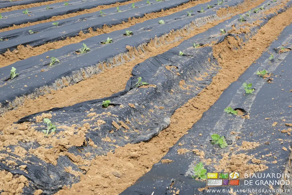 photo des ornières créées par le dérapage des roues à 1500 mètres à l'heure...