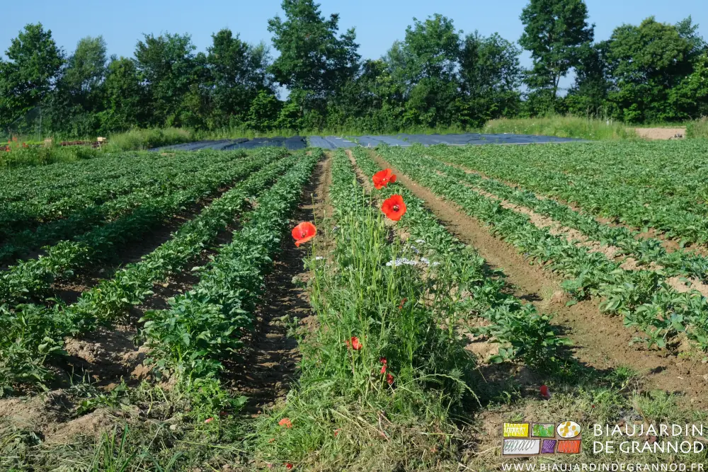 photo de coquelicot au bout des rangs de pomme de terre précoce