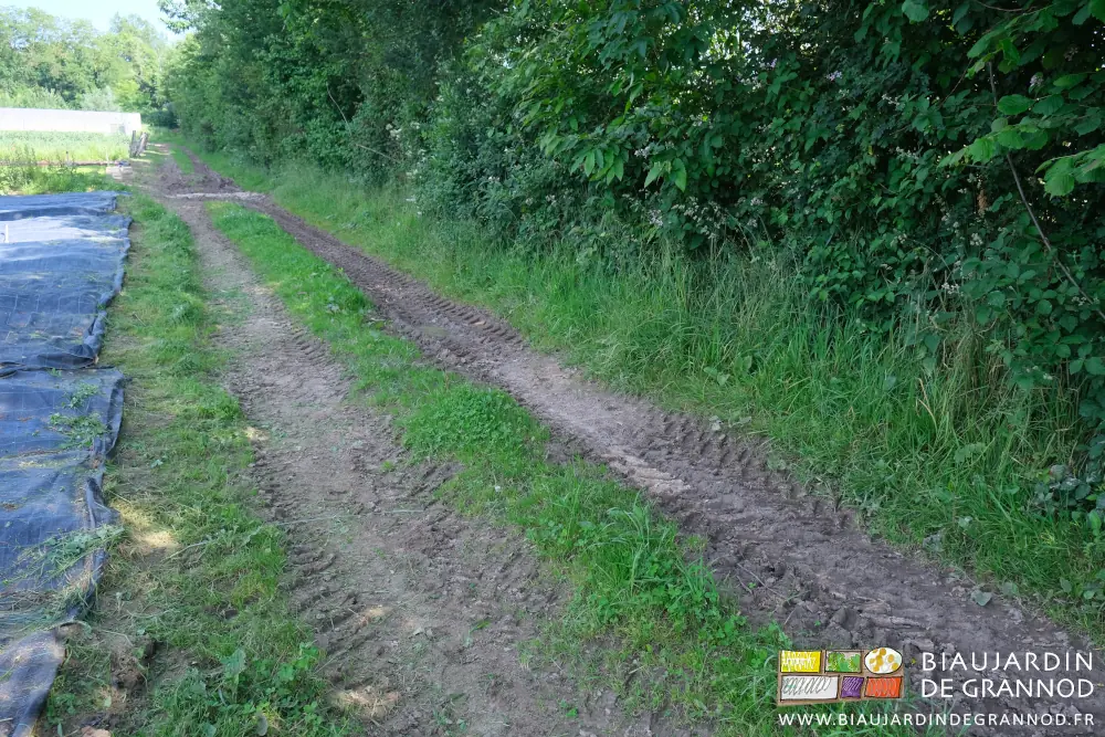photo de bordure d'herbe fauchée en bout d'occultation et végétation gardée près de la haie