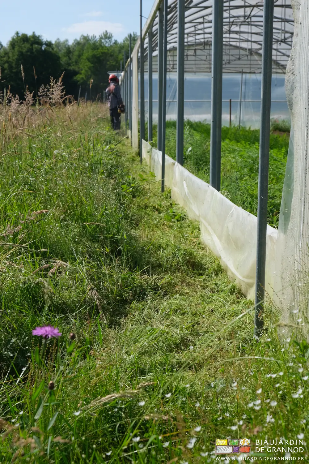 photo fauchant au rotofil au bord du tunnel fleurs préservées au premier plan