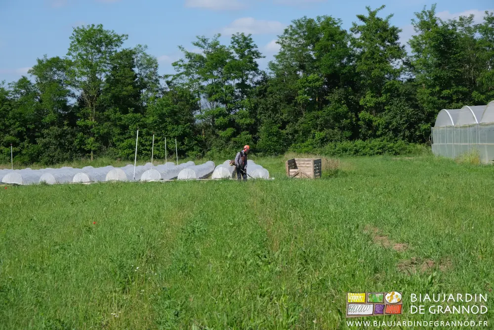 photo de Vivien travailant au rotofil entre engrais verts et aubergines voilées