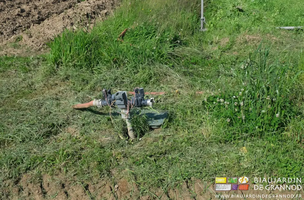 photo de l'arrosage dégagé et du trèfle blanc préservé en floraison pour auxiliaires