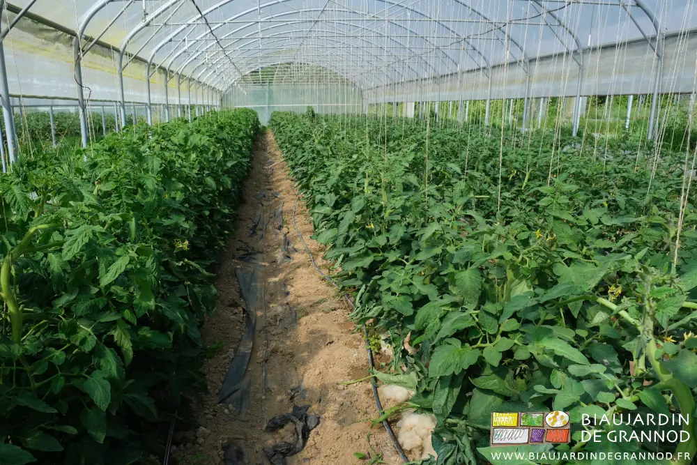 photo des tomates précoces dans le tunnel