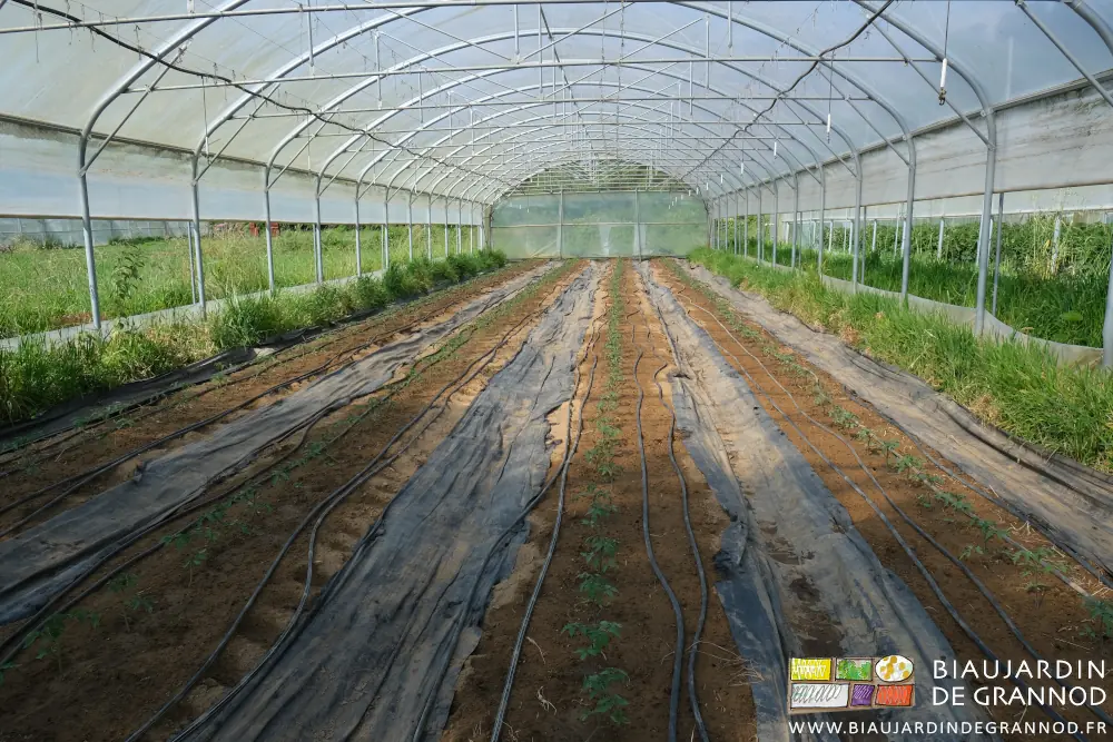 photo des jeunes plants de tomate repiqués cette semaine