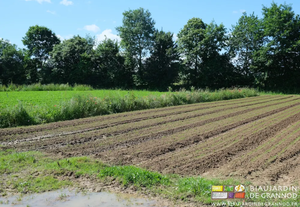 photo d'un carré de carotte et le chemin de desserte coupé d'une grosse flaque