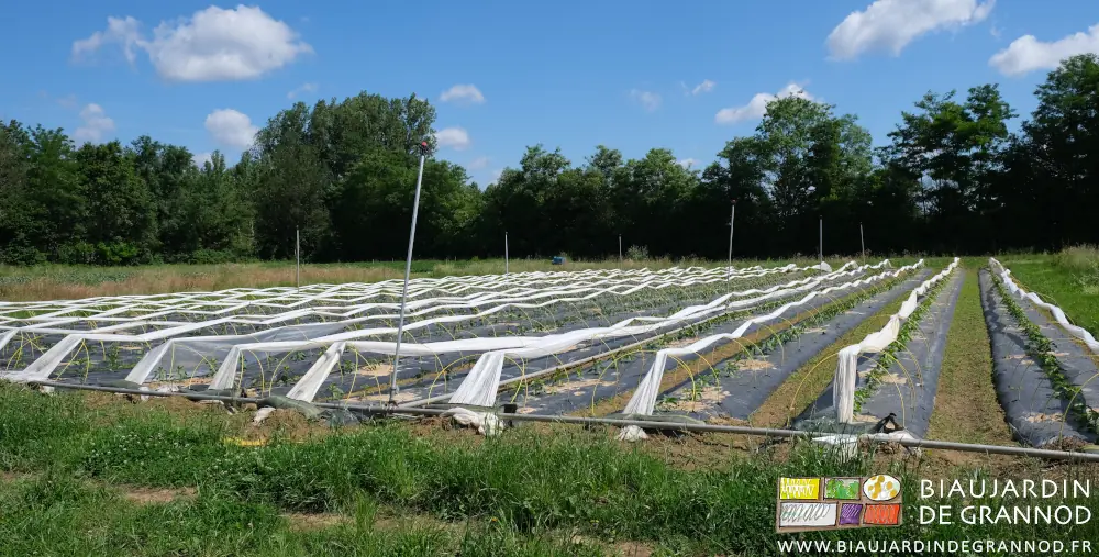 photo des planches d'aubergines et poivrons plein champ entre des allées verdissantes