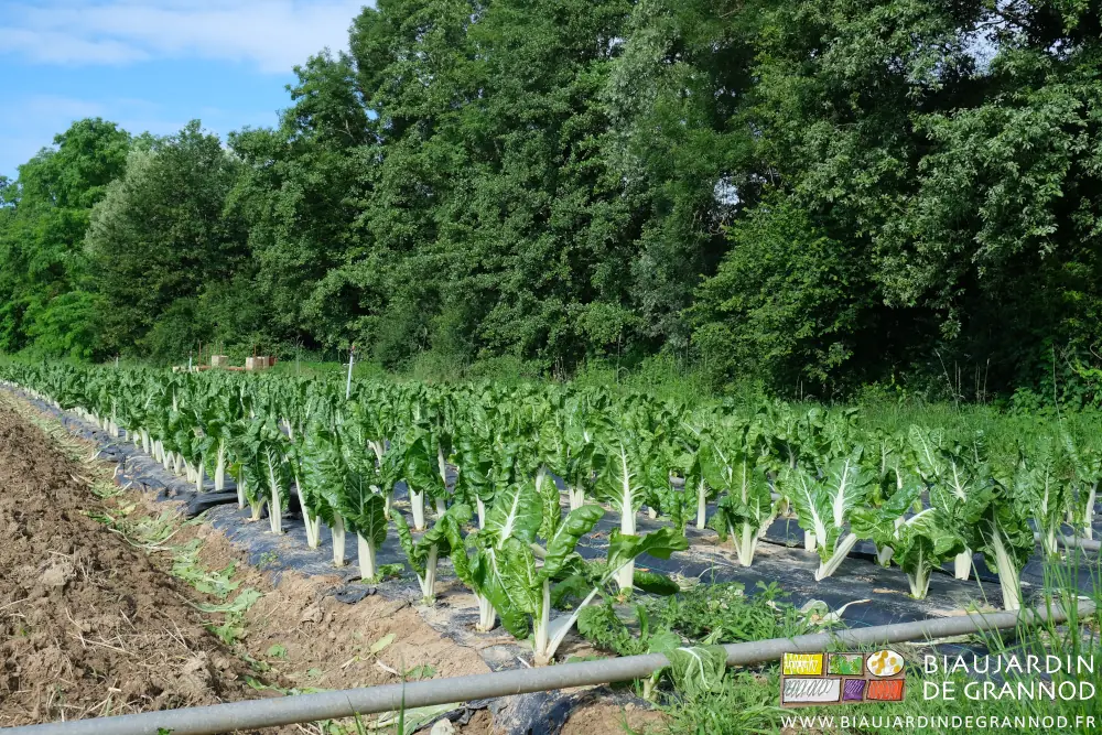 photo en bas du jardin, le carré de cote de bette longé d'aulnes glutineux