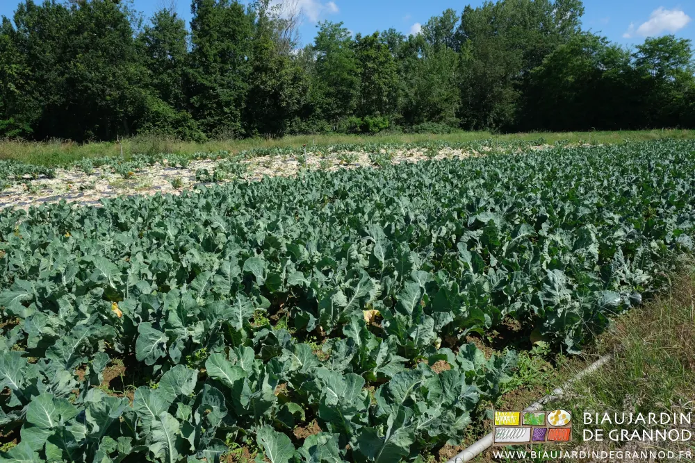 Photo du carré de chou fleur en 3 plantations dont deux entièrement récoltées