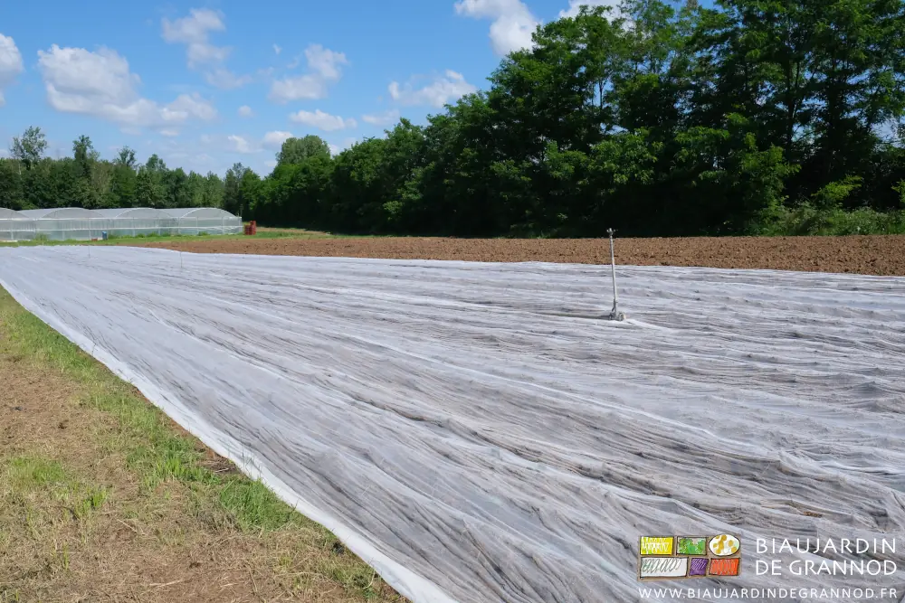 Entre tunnel et haie d’acacia et érable champêtre, le carré de chou protégé d’un filet blanc