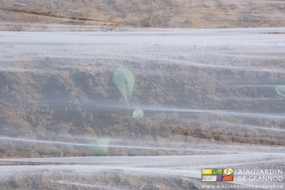 Photo de jeune plant de chou rouge sous son voile de mariée anti insectes