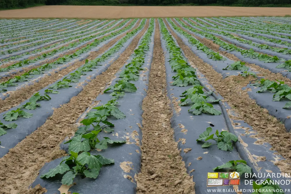 Photo de rangs de courges avec de nombreuses et grandes feuilles dans la parcelle