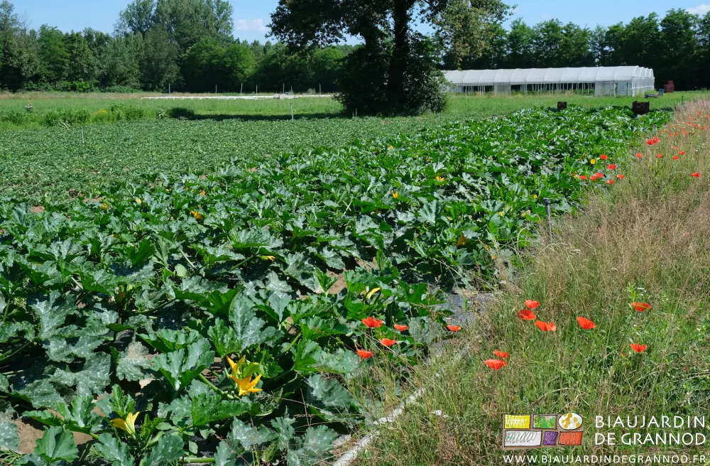 photo d'un carré de courgette de plein champ et les coquelicots de sa bande fleurie