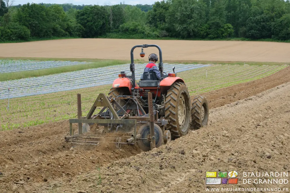 Photo de Matthieu au tracteur fissurant des planches au cultibutte entre courges et céleri