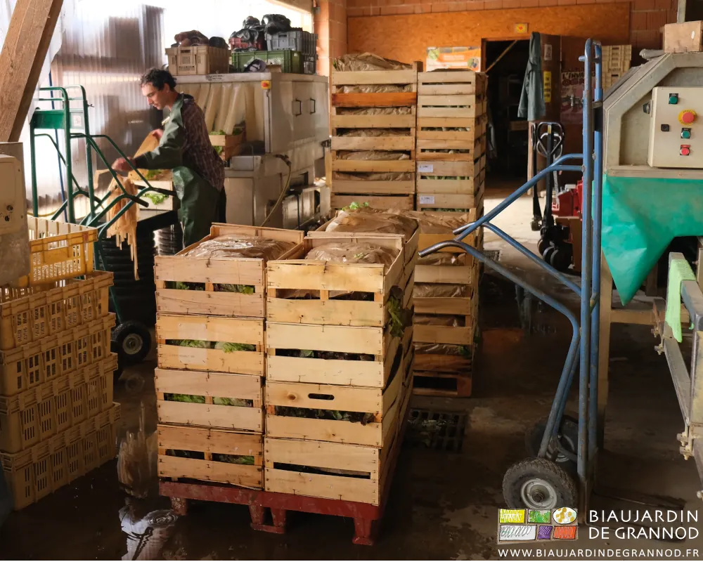 photo de Vivien qui ferme le papier de protection des colis de salade