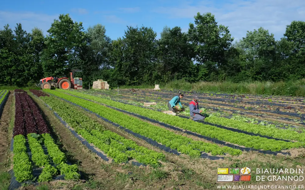 photo de Matthieu et Émilie accroupis pour la récolte dans le carré de salade