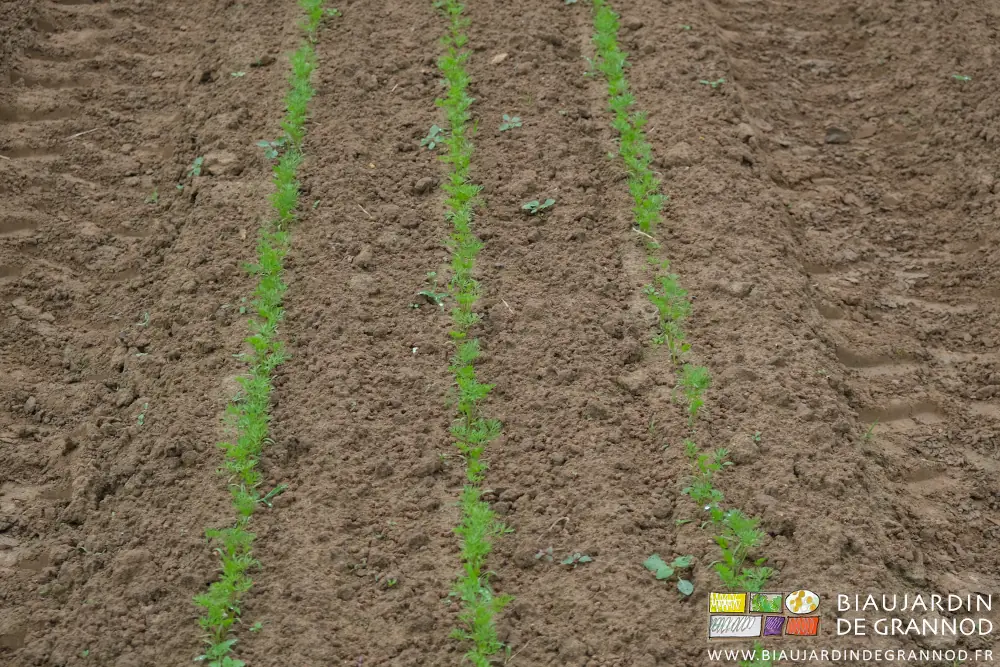 Photo d’adventices avec 4 feuilles vraies à côté d’autres au stade plantule et après un binage