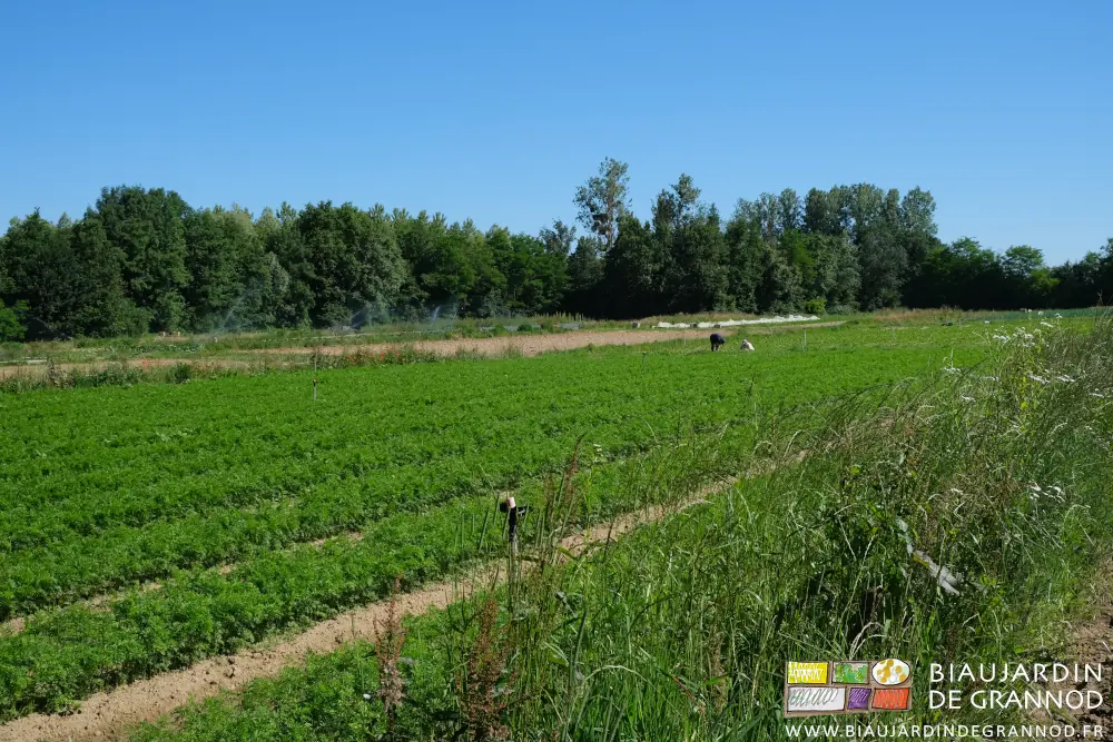 Photo du carré de carotte avec bande fleurie au premier plan et Biaux Jardiniers au fond