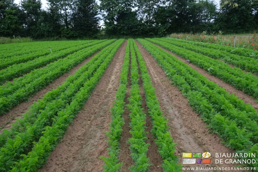 Photo en alignement des rangs de carotte sur les planches permanentes