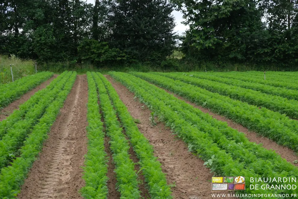 Photo des adventices déjà bien développées dans les rangs de carotte d’automne