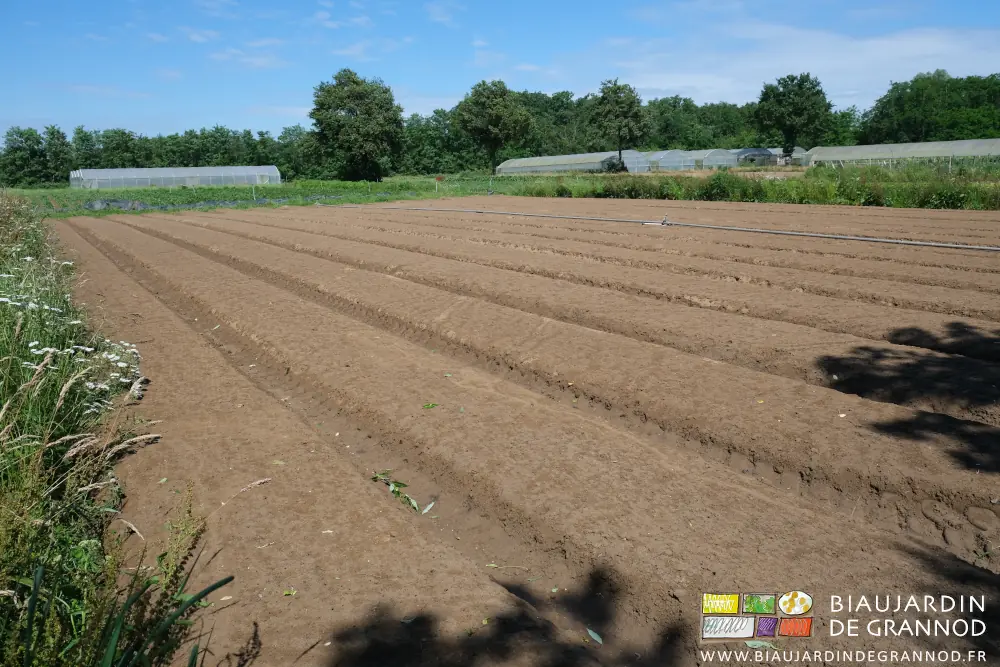 Photo d’un carré de carottes aux planches nues prêtes pour le semis la toile noire tissée enlevée