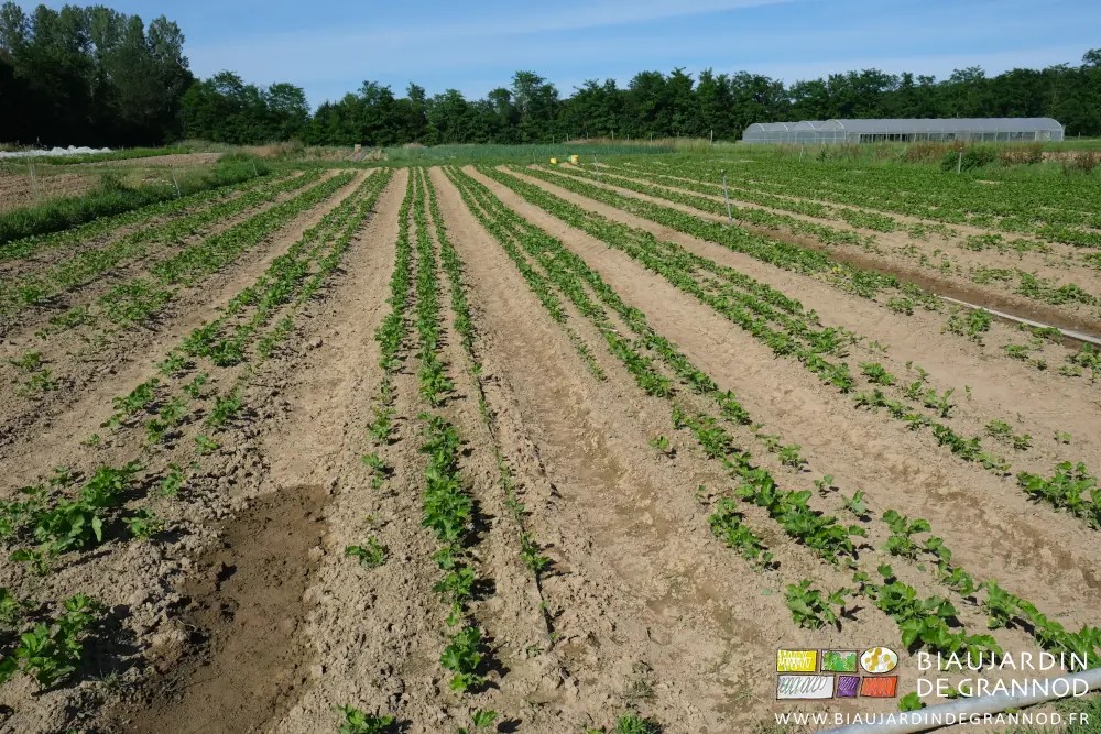 Photo d’ensemble du carré de panais poussé irrégulièrement et avec encore de l’eau stagnante