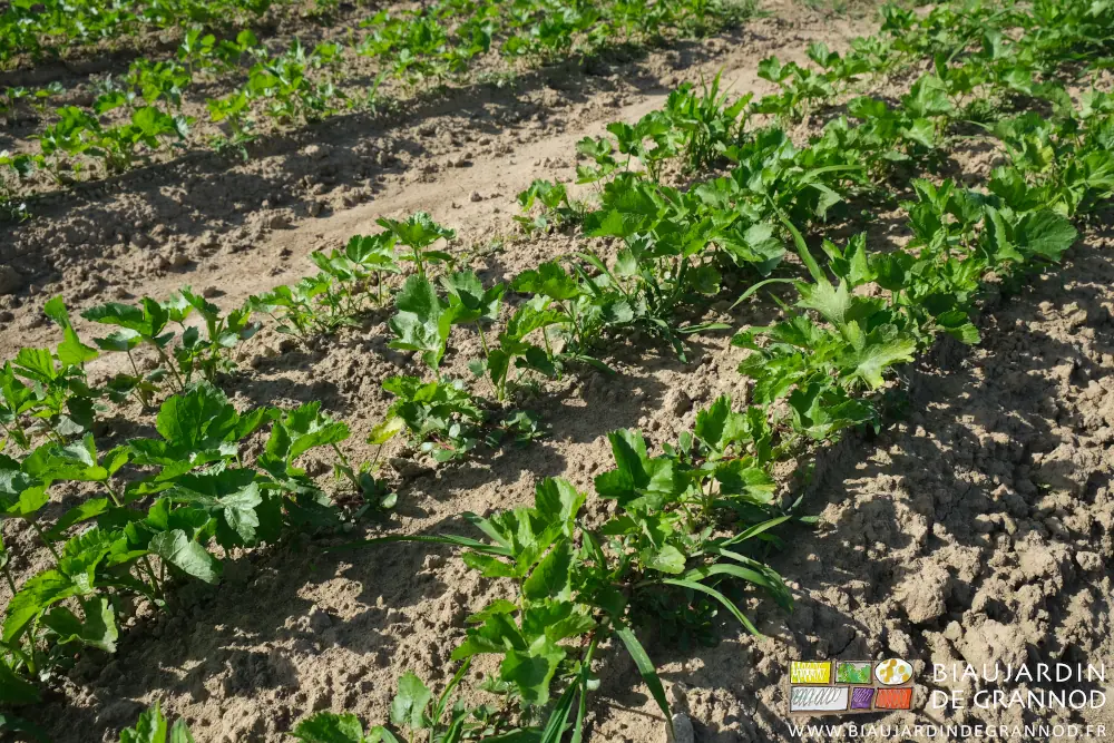 Photo proche de panais concurrencés par des touffes de panic