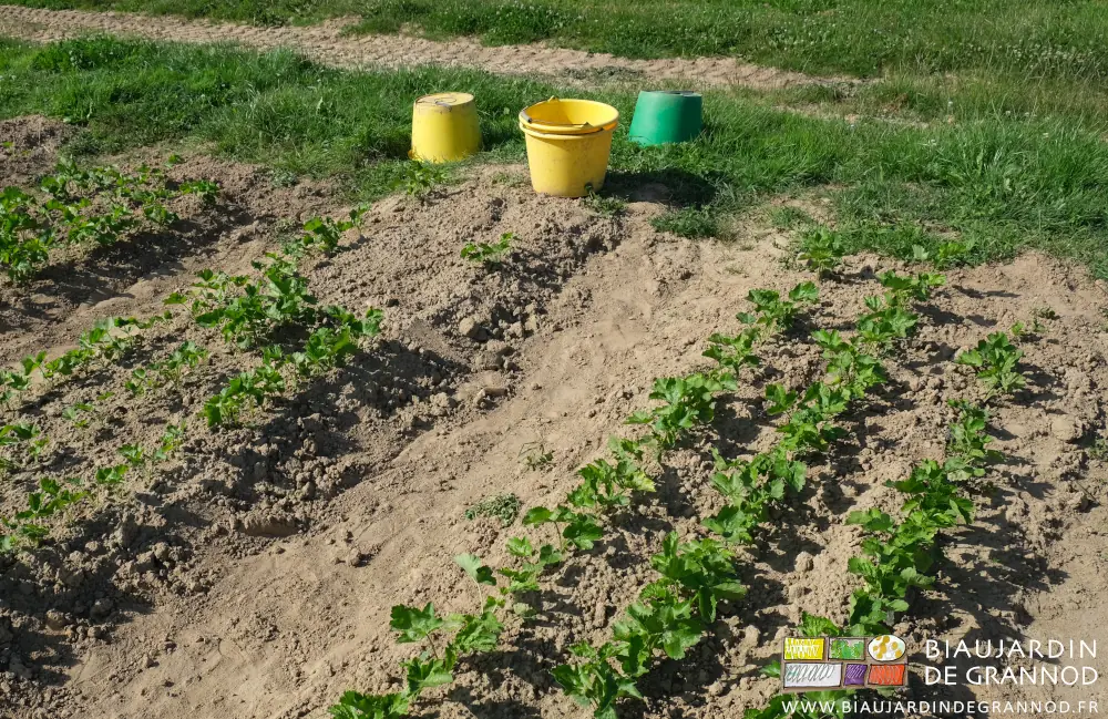 Photo de 4 seaux verts ou jaunes rangés en bout de rang pendant la pause