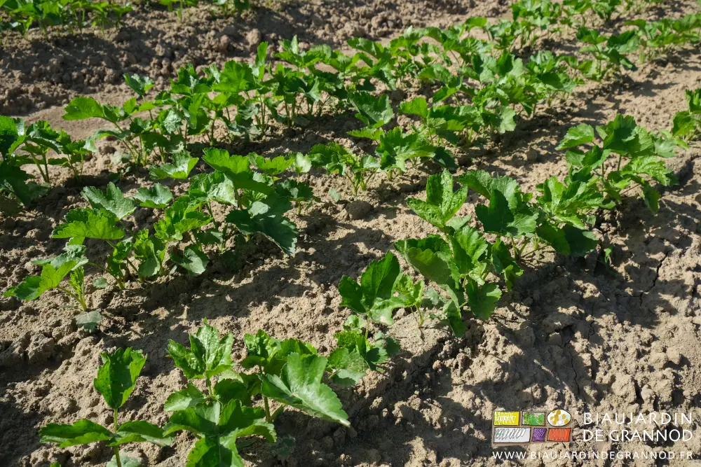 Photo proche de rangs de panais sans adventices sur le rang