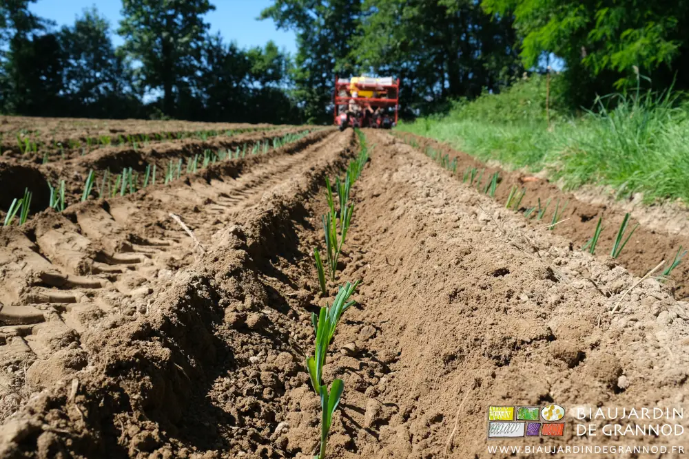 Photo au sol en alignement d’un rang de poireau en cours de plantation