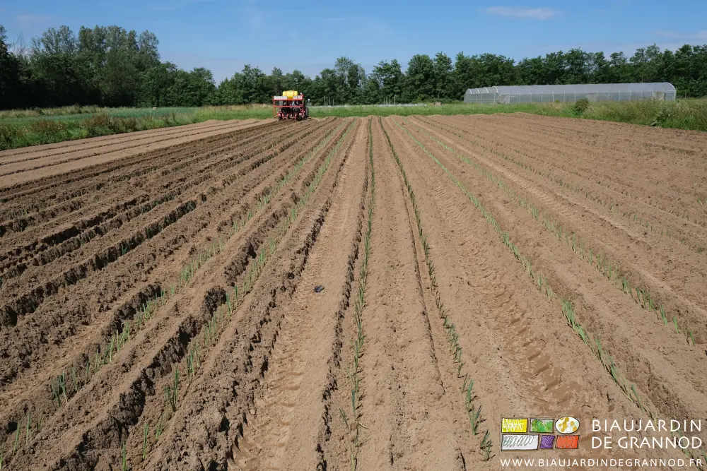 photo d'ensemble d'un carré en cours de plantation