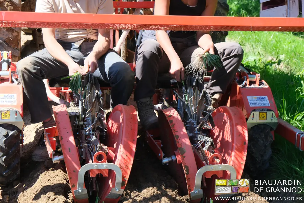 Photo proche des mains prenant chaque plant et le posant dans les pinces des distributeurs