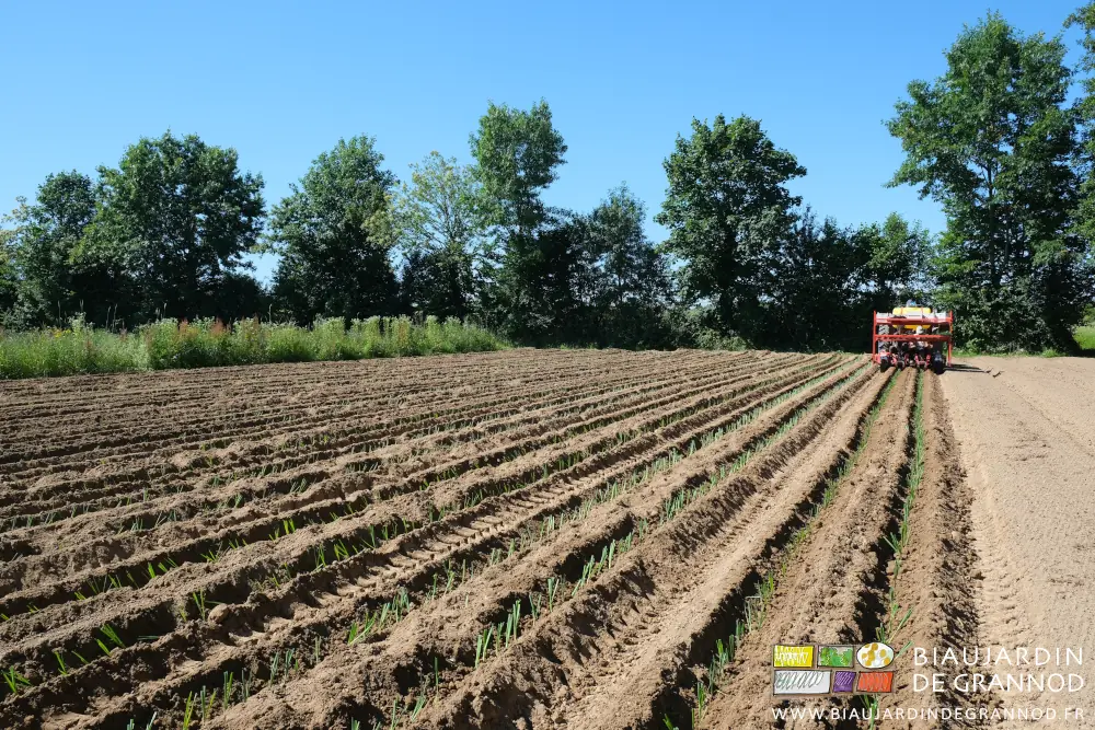 photo d'un carré de poireau en cours de plantation
