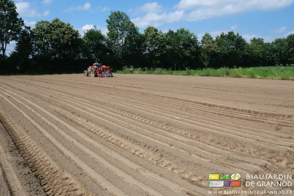photo du carré en cours de semis devant notre belle haie bocagère plantée il y a 20 ans