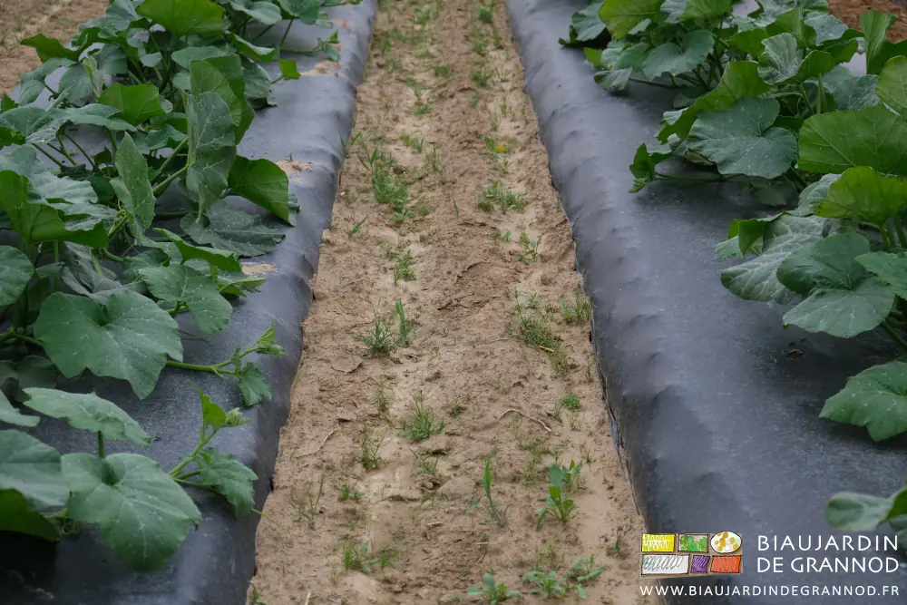 photo d'une allée bien chargée en plantes concurrentes des courges