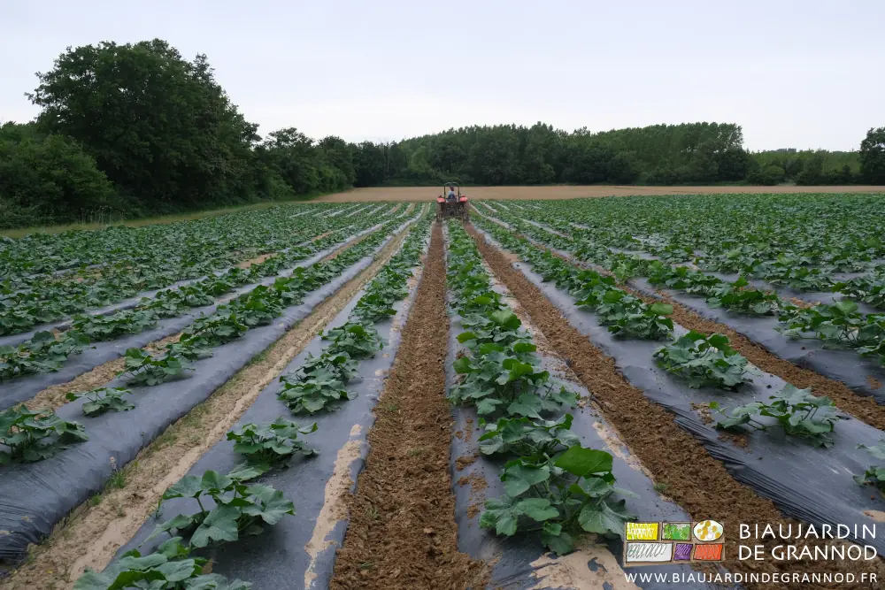 photo d'ensemble du carré de courges en cours de binage des allées