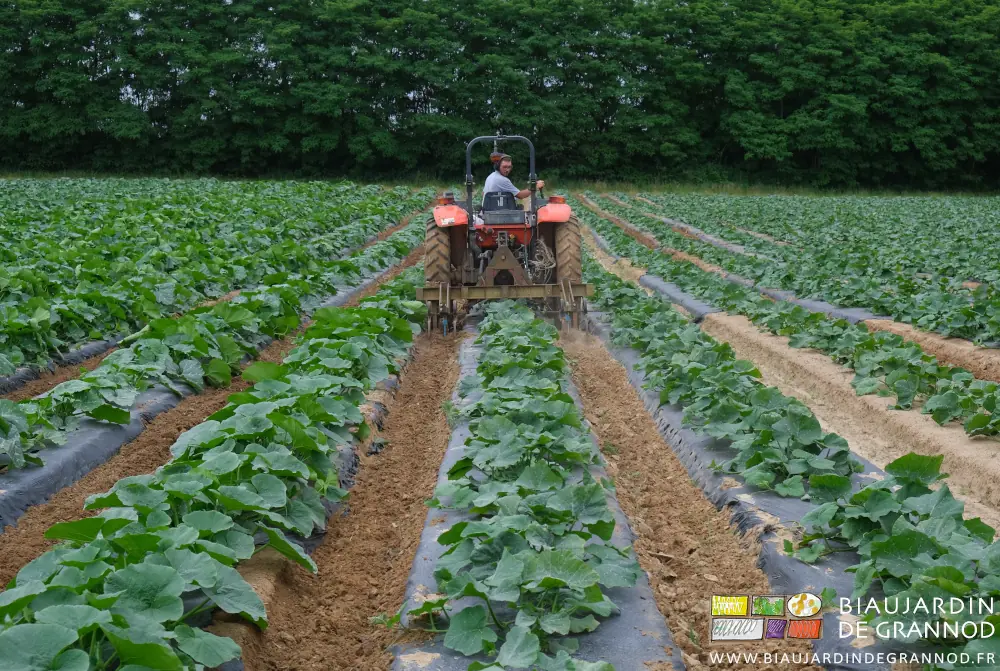 photo assez proche du travail des allées avec les dents de binage