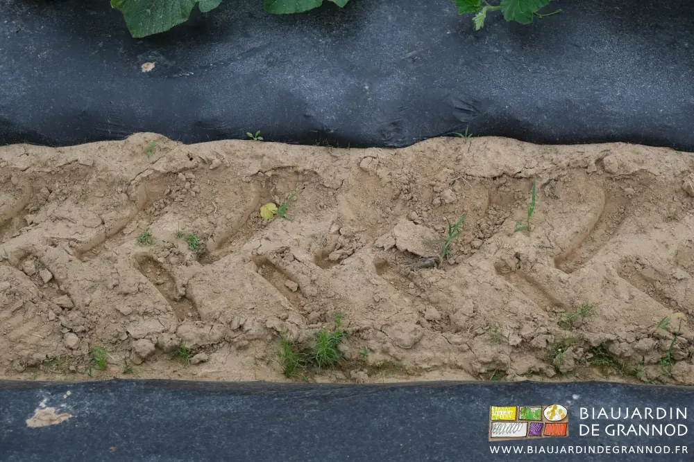 photo proche d'adventices entre les planches filmées de courge