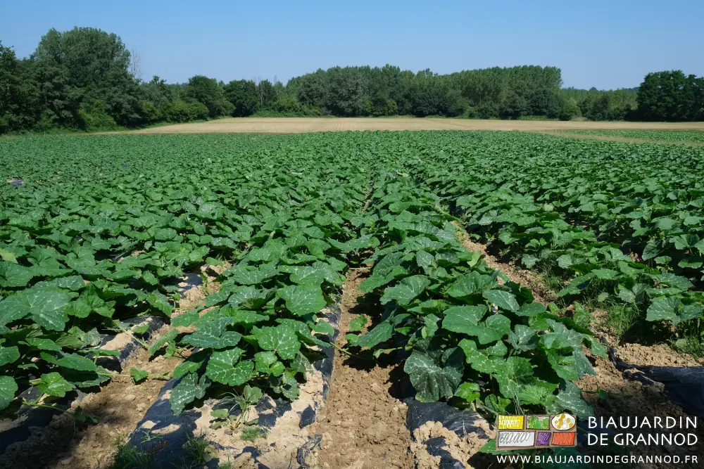 photo des tiges de courge qui recouvrent les allées permanentes