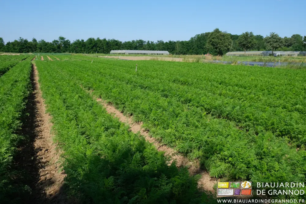 photo du carré de carotte sans adventices et sous ciel bleu