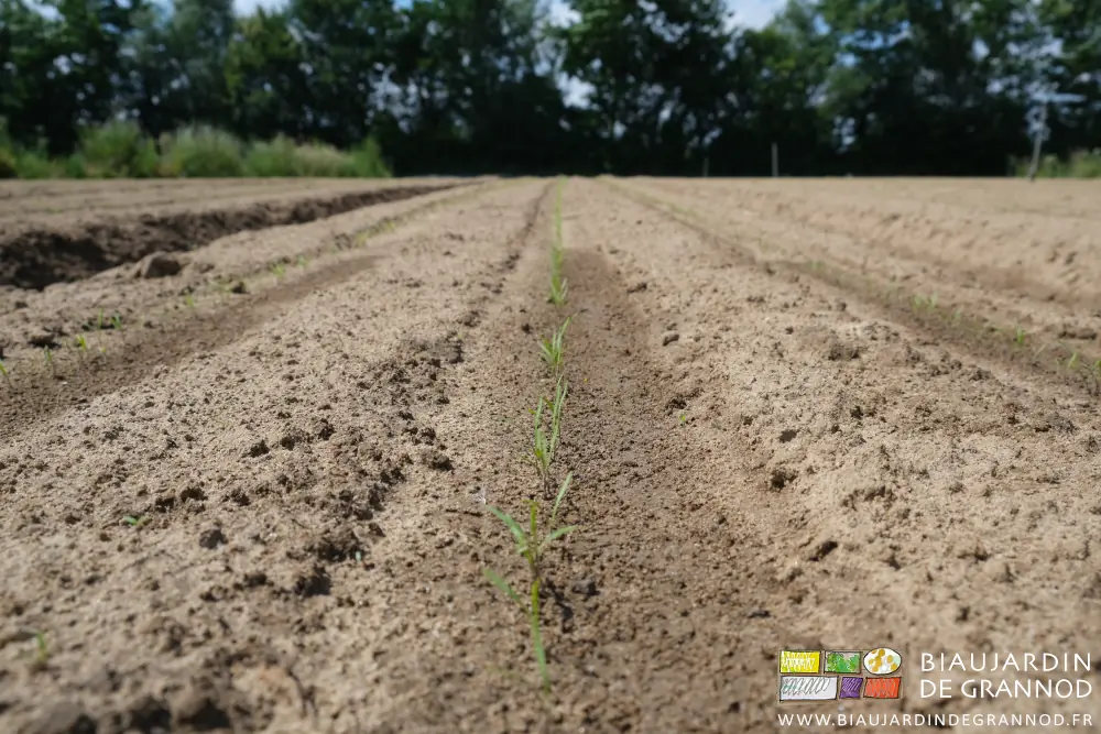 photo en perspective des jeunes plantules de carotte sorties de terre