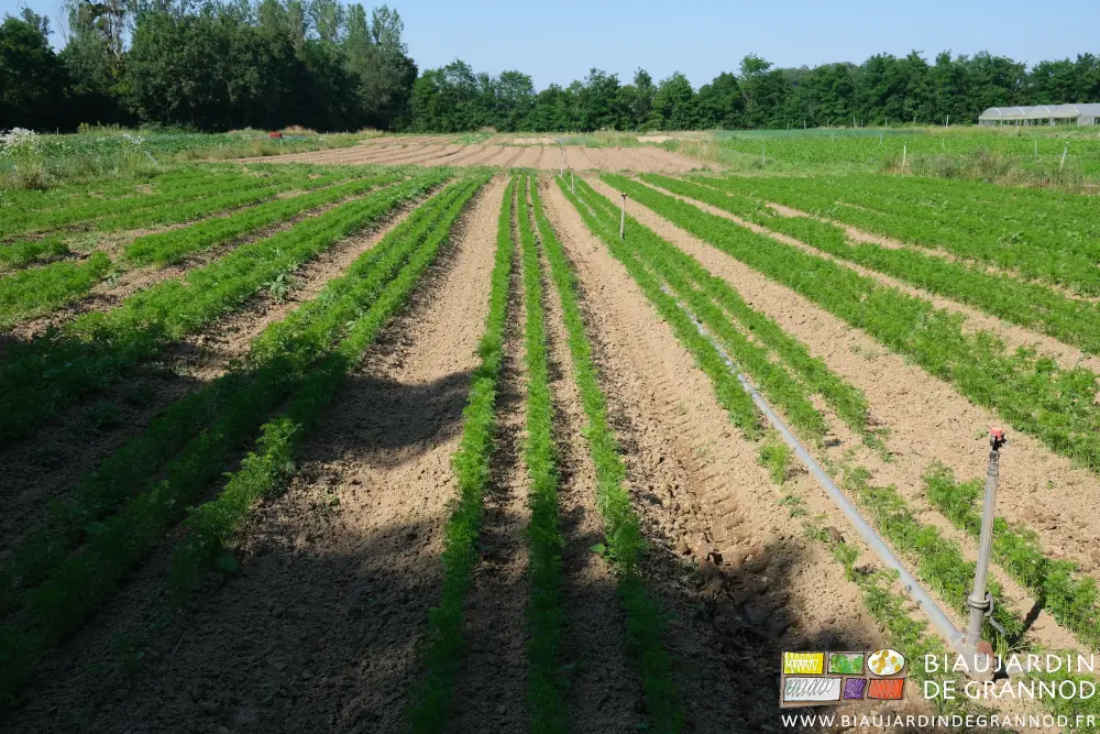 photo de jeunes carottes récemment binées entre les rangs