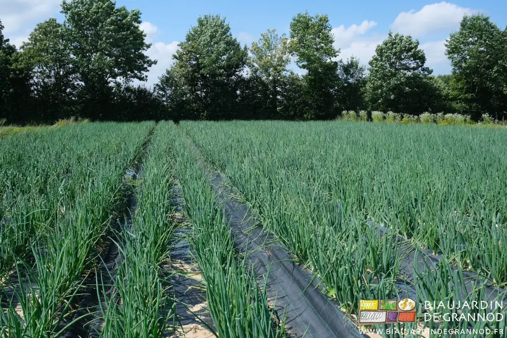 photo d'un carré d'oignon aux tiges bien vertes