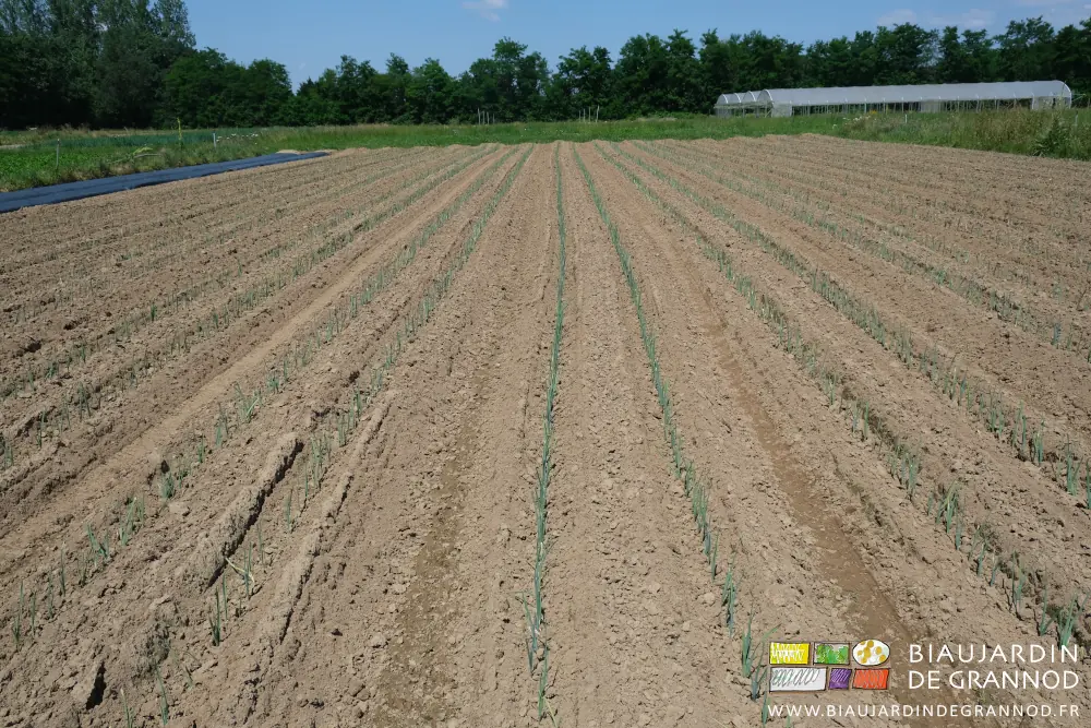 photo d'ensemble de la terre du carré de poireau avec ses petites mottes