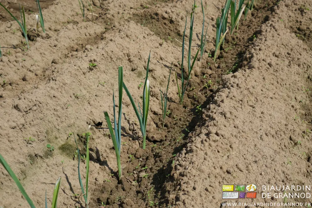 photo de plantules d'adventices au stade cotylédon entre les jeunes poireaux
