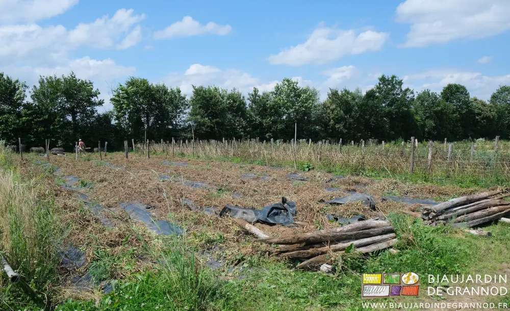 photo des piquets rangés au bout des planches de pois