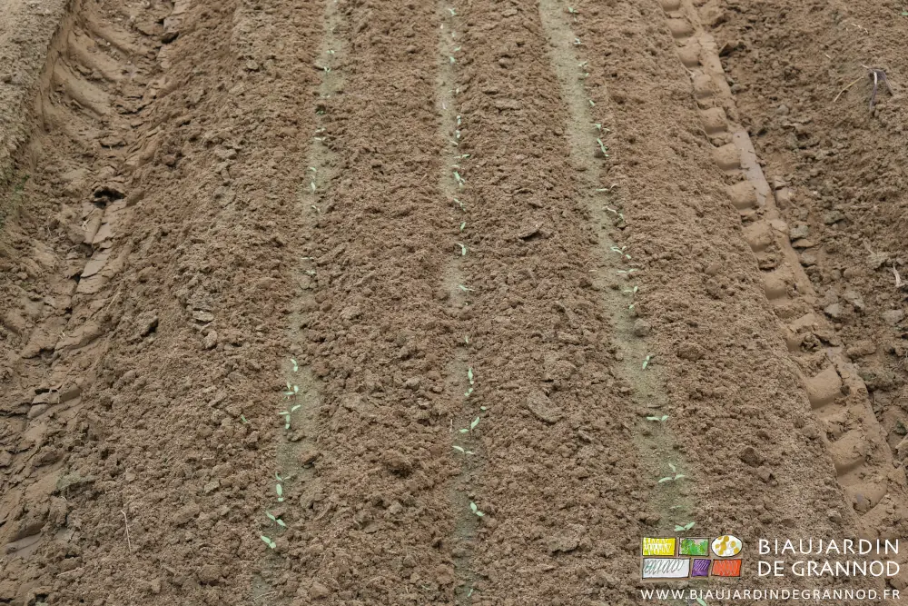 Photo proche des rangs de betterave au stade plantule binées de près après passage de la Duo